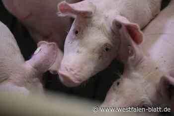 Afrikanische Schweinepest: Das können die Bürger tun