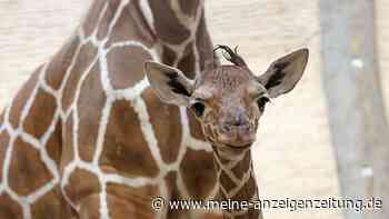 Erstes Giraffenbaby seit 15 Jahren – Karlsruher Zoo feiert seltenen Nachwuchs