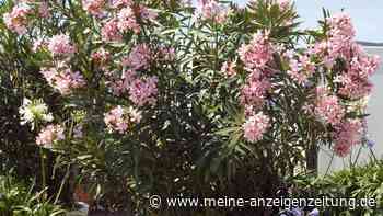 Kübelpflanzen sicher durch Herbst und Winter bringen