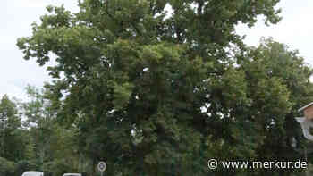 So alt und so gesund: Die Bürgermeister-Finsterwalder-Linde