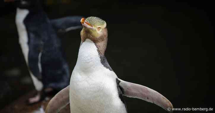 Seltener Pinguin: Hoiho ist Neuseelands Vogel des Jahres