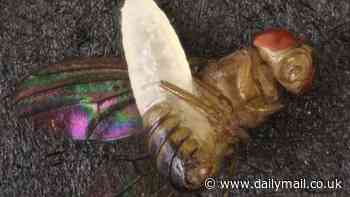 Parasitic 'horror' wasp that grows inside bodies of living flies found in US for first time