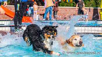 Plons! Honden en baasjes veroveren het Groenhovenbad
