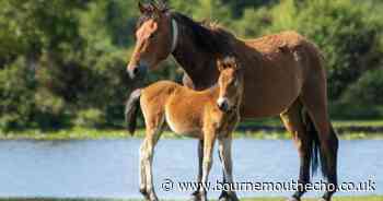 Popular New Forest route is 'fourth best' pub walk in England
