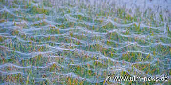 Der Altweibersommer kommt - bei uns in der Region Ulm am Mittwoch