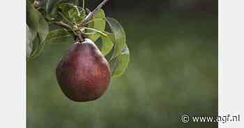 Kleinste Amerikaanse perenoogst in 40 jaar