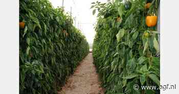 Veel vraag naar Spaanse paprika's: "We krijgen veel telefoontjes om te starten"
