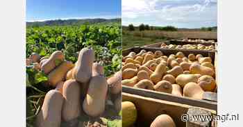 "Spaanse pompoenareaal is met 18% toegenomen"