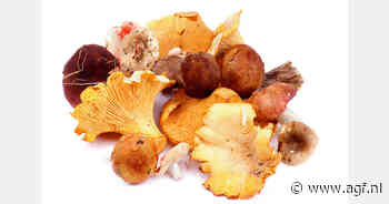 Estland: Topoogst met lage prijzen voor cantharellen