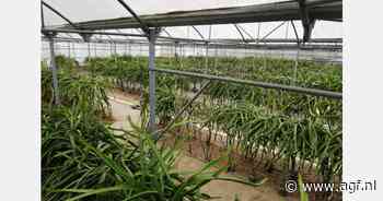 "Pitaya is nog steeds winstgevend, maar kost meer tijd en werk dan mandarijnenteelt"