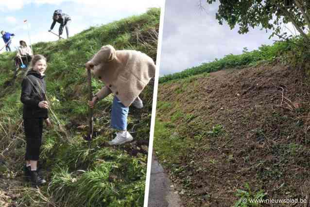 Een jaar geleden hebben kinderen berm vol nieuwe boompjes geplant, nu is alles weggemaaid: “Het was een ongelukje”