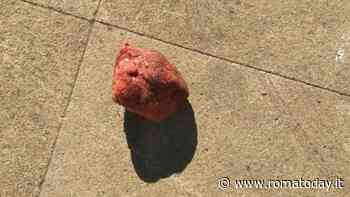 Polpette "sospette" a Bravetta. Cresce la paura per i cani del quartiere