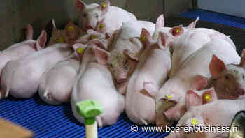 Geduld nodig voor grote opleving van biggenmarkt