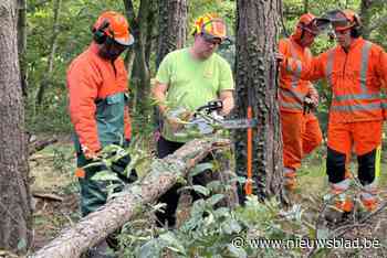 Brandweermannen leren hoe ze veilig bomen moeten vellen: “Door kleine fouten te maken leer je meer”