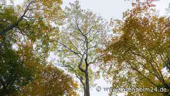 Tragischer Unfall: Esche fällt auf Spaziergängerin - Frau schwerst verletzt