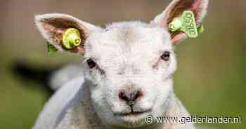 Eerste wolvenaanval op schaap in Randwijk lijkt een feit: ‘De darmen lagen er helemaal uit’
