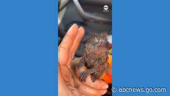 WATCH:  Brazilian firefighters rescue baby marmoset from forest fire