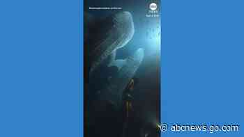 WATCH:  Diver has incredibly close encounter with whale sharks in the Maldives