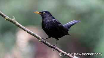 Opnieuw meer dode en zieke merels in Nederland door Usutu-virus