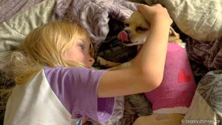 'We could have been dead': Calgary dog attack victims push for stricter penalties