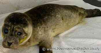 Seal pup found 'underweight' with serious eye injury