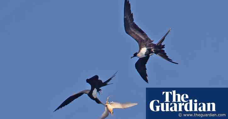 Deadly avian flu strain could enter Australia via thieving migratory birds, scientists warn