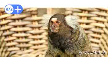 Razzia gegen Drogenbande in Hannover: Das passiert mit den Weißbüschelaffen