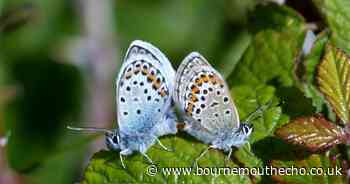 Silver-studded blues at Dorset nature reserve buck bad year for butterflies