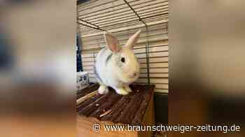 Schüchternes Fundtier aus Braunschweig: Wer stoppt Pennys Panik?