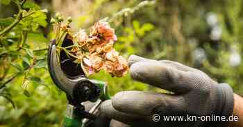 Rosenpflege im Spätsommer und Herbst: Was ab September zu tun ist