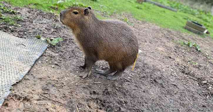 Capybara in England entlaufen – Zoo bittet um Hilfe