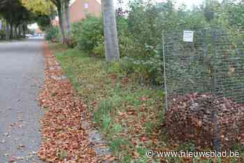 Gemeente Mol maakt plan op en zet 592 bladkorven