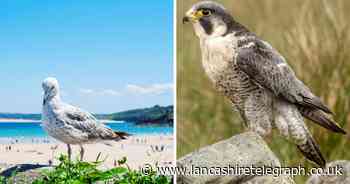 'Avoid at all costs': Brits warned to stay away from 6 of the UK's deadliest birds