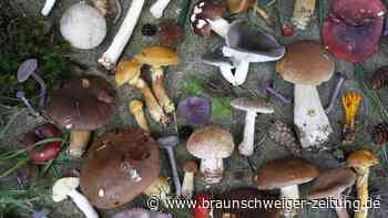 Braunschweig: So gelingt sicheres Pilze sammeln im Herbst