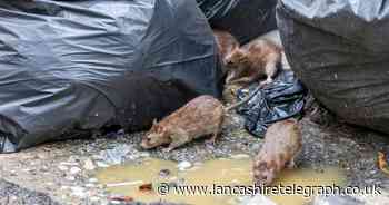 Waste expert shares how you can keep rats away from your bins