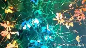 Solo Exhibit Marco Marciani