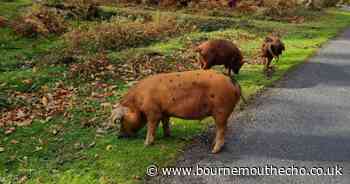 Officers warn motorists after livestock fatality during ancient practice