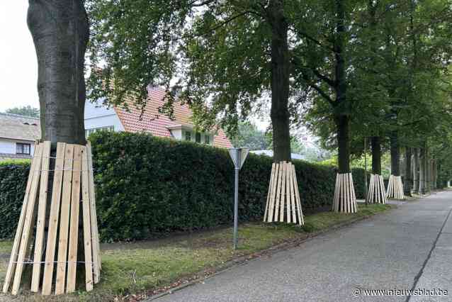 Kunstzinnige uitspatting of iets anders: wat doen verticale planken tegen boomstam?