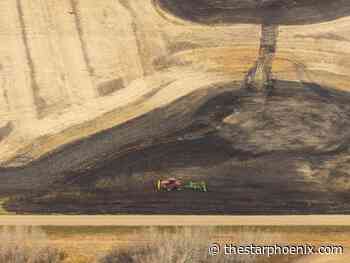 Opinion: Sask. native grasslands at greater risk than Amazon rainforest