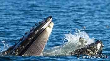 'Never seen anything like this': Humpback whale catches unsuspecting seal off Vancouver Island