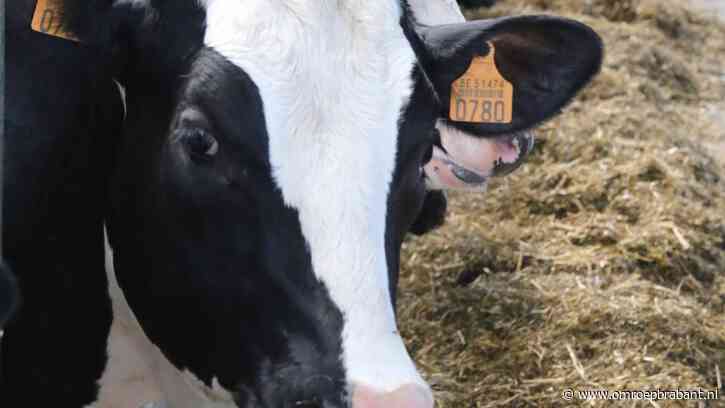 227 miljoen voor hulp aan PAS-melders: ‘Wat we graag willen kan niet’.