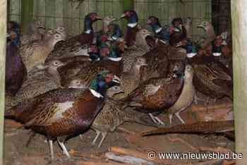 Jagers uit regio Hoogstraten riskeren boetes voor uitzetten fazanten: “Dat hiervoor nu alle jagers gestraft worden, vinden wij absurd”