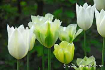 Landelijke Gilden organiseert infoavond en samenaankoop van bloembollen in Schriek