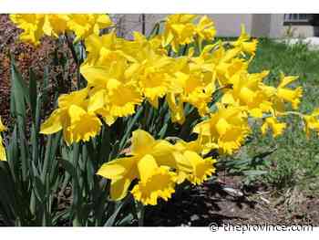 Cool conditions best for planting spring-flowering bulbs