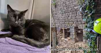 Cat rescued after being trapped between walls of south London home for 10 hours