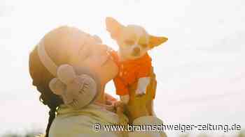 Experiment zeigt: Hirnaktivität von Hund und Mensch harmoniert