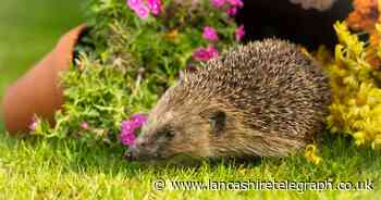 Homeowners with gardens urged to create hedgehog havens for the colder months
