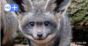 Zoo Hannover: Afrika-Landschaft um Sambesi-Nord erweitert