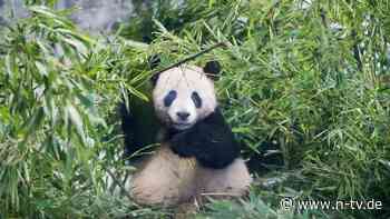 Vom Fleisch- zum Pflanzenfresser: Ur-Pandabären lebten auch im Ostallgäu