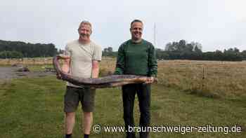 Gigantischer Walpenis auf dänischer Insel Bornholm angespült